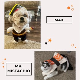 pets in Halloween costume