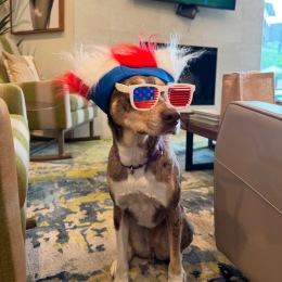 dog with sunglasses